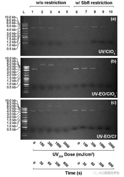 紫外光輔助電化學(xué)氧化去除污水中的抗性細(xì)菌與基因-