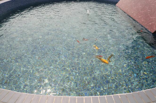 污水凈化后可養(yǎng)魚？這家污水處理廠真牛！-